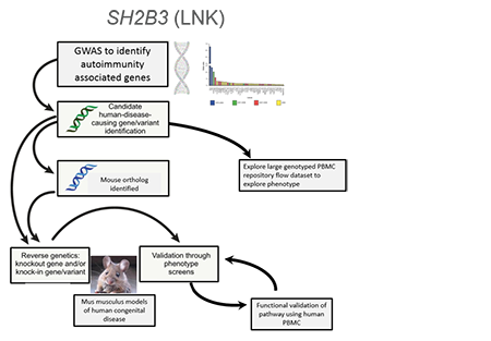 SH2B3 Infographic