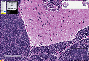 Med-1512FH cells