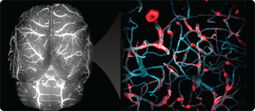 Brain vasculature