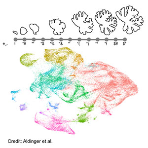 Spatial and Cell Type Transcriptional  Landscape of Human Cerebellar Development