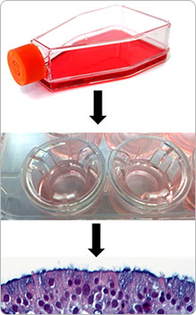 Epithelial culture process